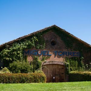 Miguel Torres aposta na viticultura regenerativa